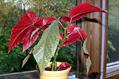 Coral Begonia 